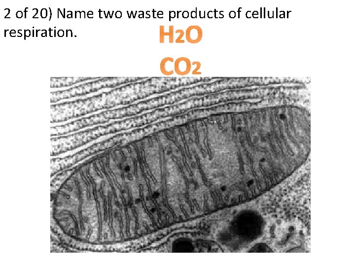 2 of 20) Name two waste products of cellular respiration. 2 HO CO 2
