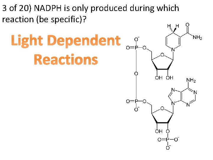 3 of 20) NADPH is only produced during which reaction (be specific)? Light Dependent