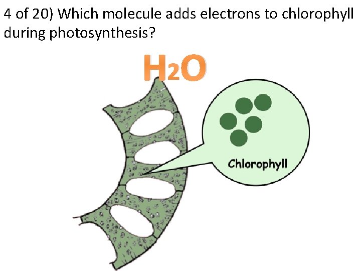 4 of 20) Which molecule adds electrons to chlorophyll during photosynthesis? H 2 O