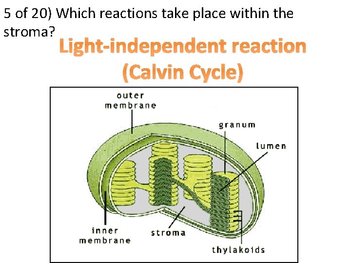 5 of 20) Which reactions take place within the stroma? Light-independent reaction (Calvin Cycle)