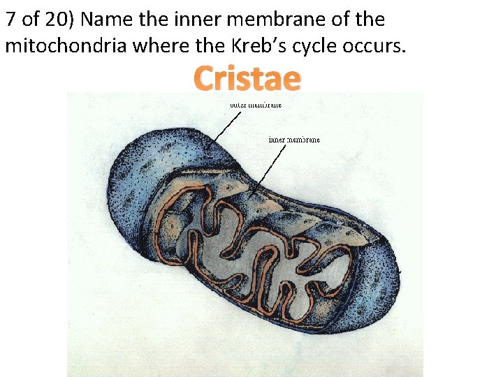 7 of 20) Name the inner membrane of the mitochondria where the Kreb’s cycle