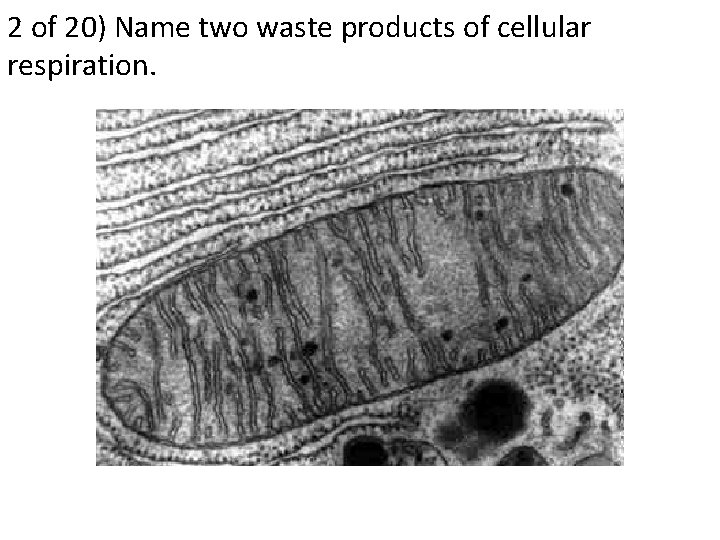 2 of 20) Name two waste products of cellular respiration. 