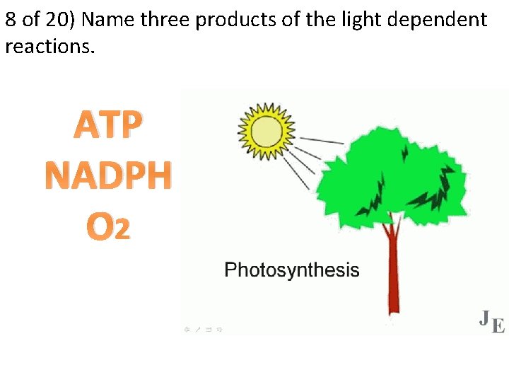 8 of 20) Name three products of the light dependent reactions. ATP NADPH O