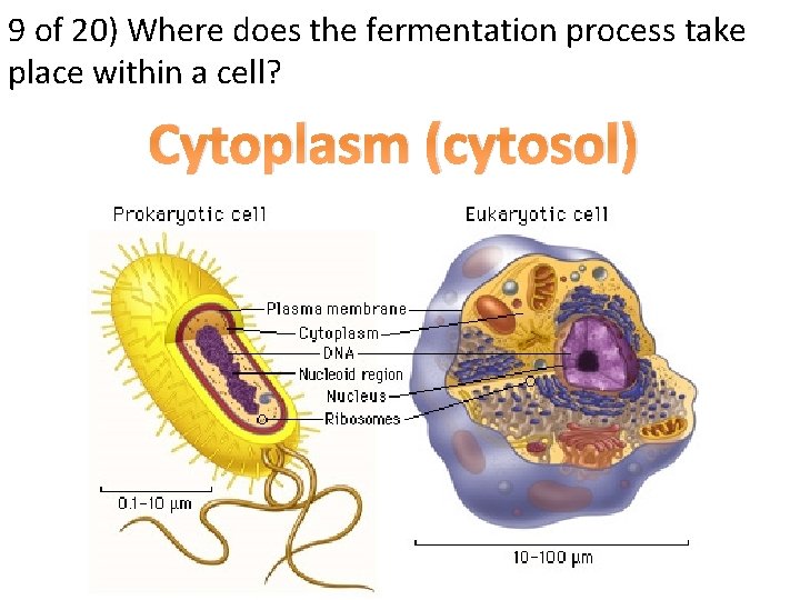 9 of 20) Where does the fermentation process take place within a cell? Cytoplasm