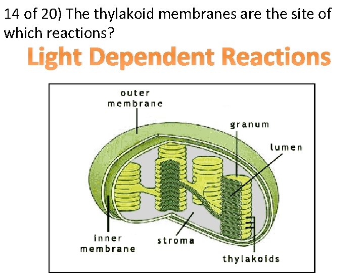 14 of 20) The thylakoid membranes are the site of which reactions? Light Dependent