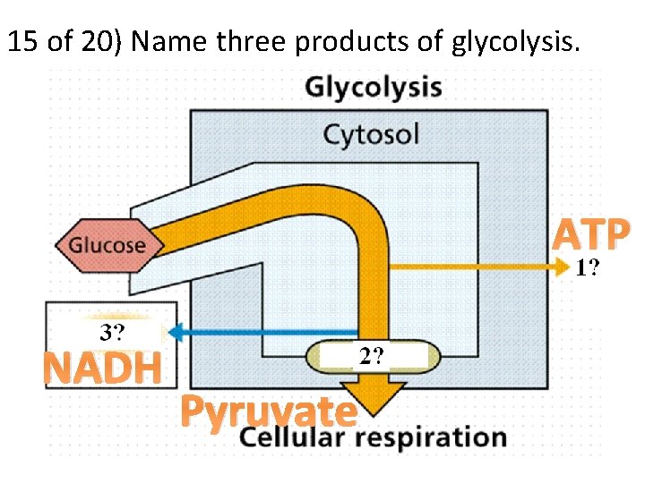 15 of 20) Name three products of glycolysis. ATP NADH Pyruvate 