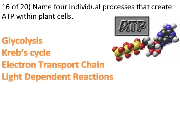 16 of 20) Name four individual processes that create ATP within plant cells. Glycolysis