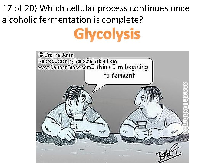 17 of 20) Which cellular process continues once alcoholic fermentation is complete? Glycolysis 