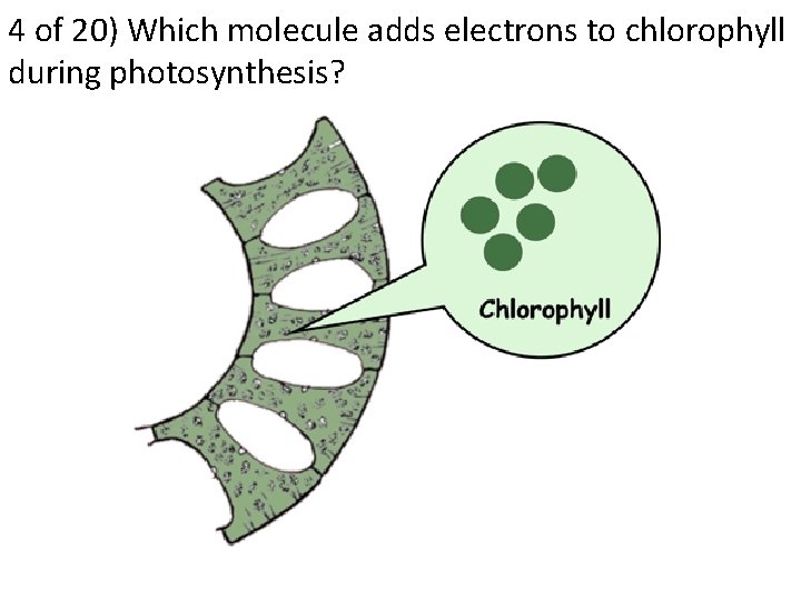 4 of 20) Which molecule adds electrons to chlorophyll during photosynthesis? 