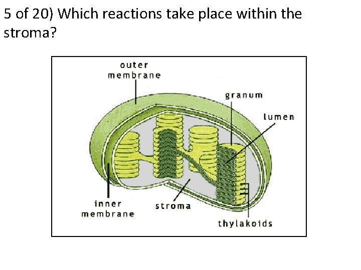 5 of 20) Which reactions take place within the stroma? 