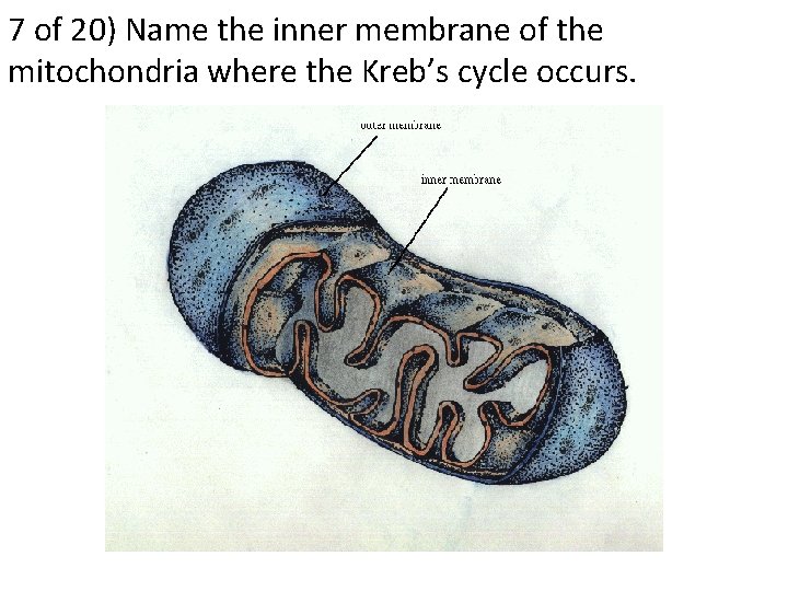 7 of 20) Name the inner membrane of the mitochondria where the Kreb’s cycle