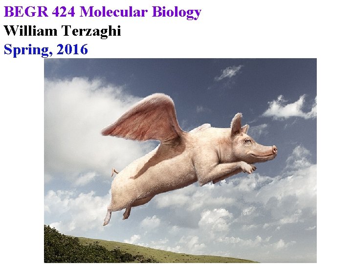 BEGR 424 Molecular Biology William Terzaghi Spring, 2016 