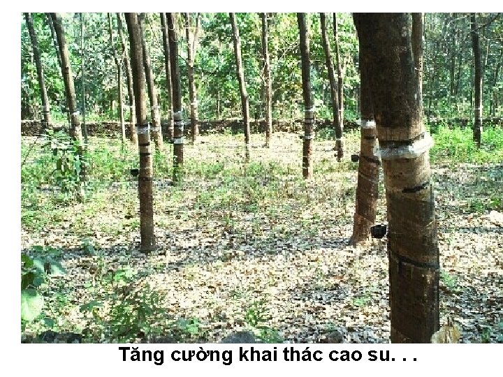 Tăng cường khai thác cao su. . . 