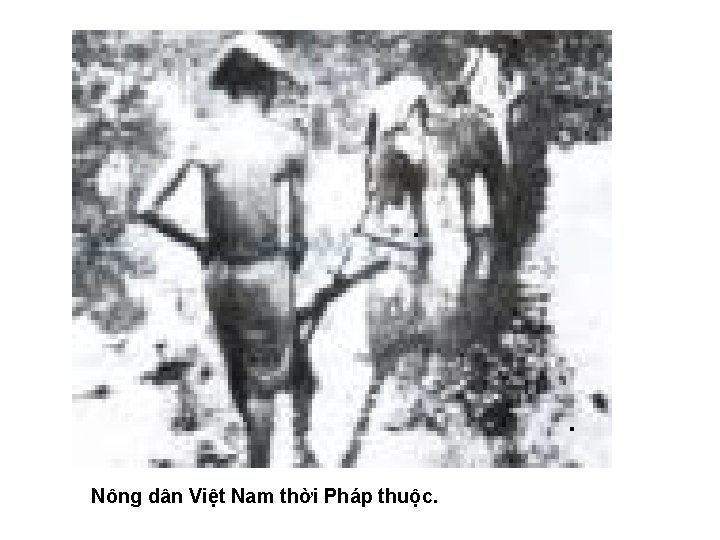 Nông dân Việt Nam thời Pháp thuộc. 