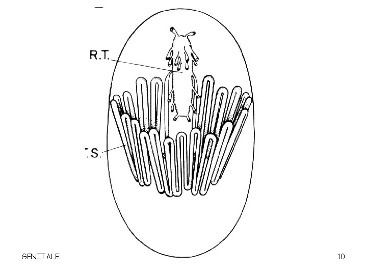 GENITALE 10 