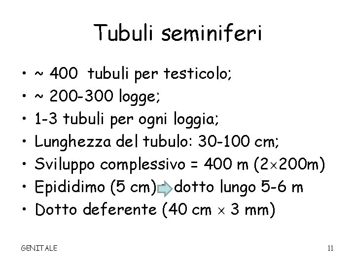 Tubuli seminiferi • • ~ 400 tubuli per testicolo; ~ 200 -300 logge; 1
