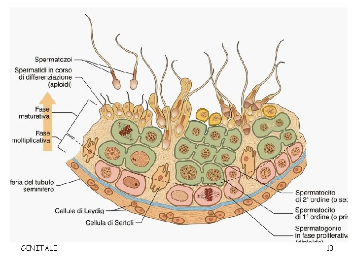 GENITALE 13 