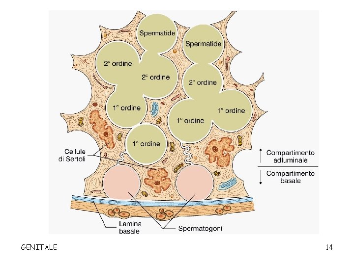 GENITALE 14 