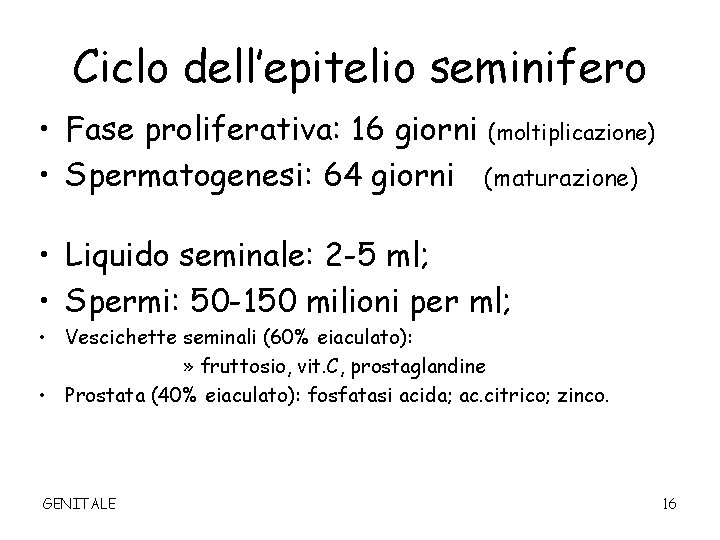 Ciclo dell’epitelio seminifero • Fase proliferativa: 16 giorni (moltiplicazione) • Spermatogenesi: 64 giorni (maturazione)