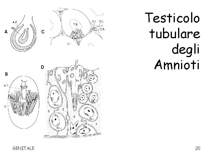 Testicolo tubulare degli Amnioti GENITALE 20 