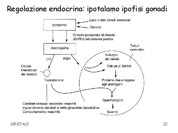 Regolazione endocrina: ipotalamo ipofisi gonadi GENITALE 22 
