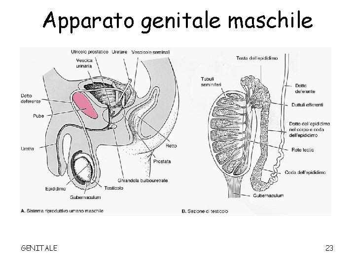 Apparato genitale maschile GENITALE 23 