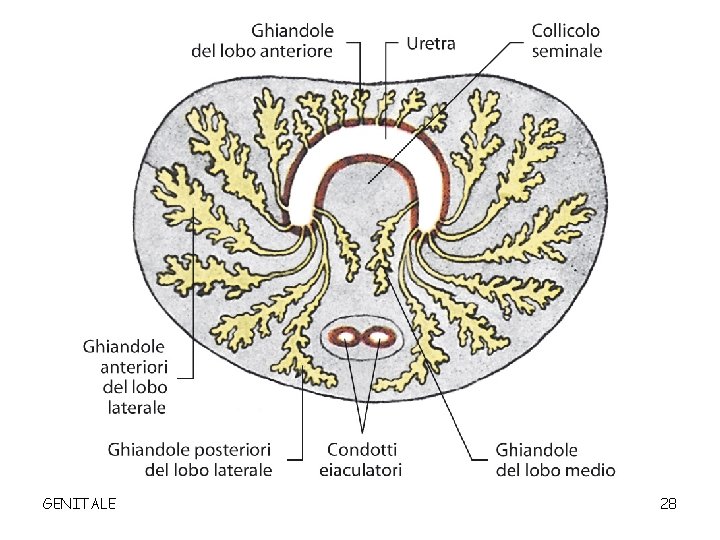 GENITALE 28 