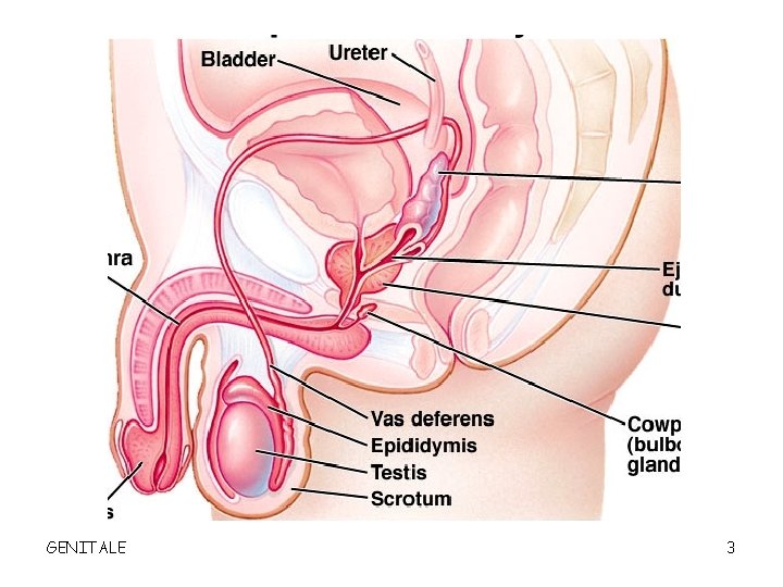 GENITALE 3 