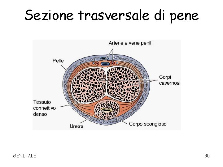 Sezione trasversale di pene GENITALE 30 