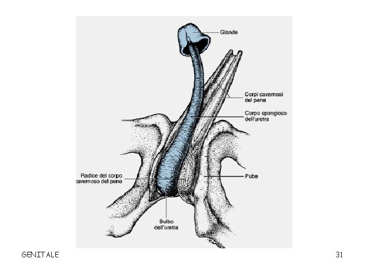GENITALE 31 