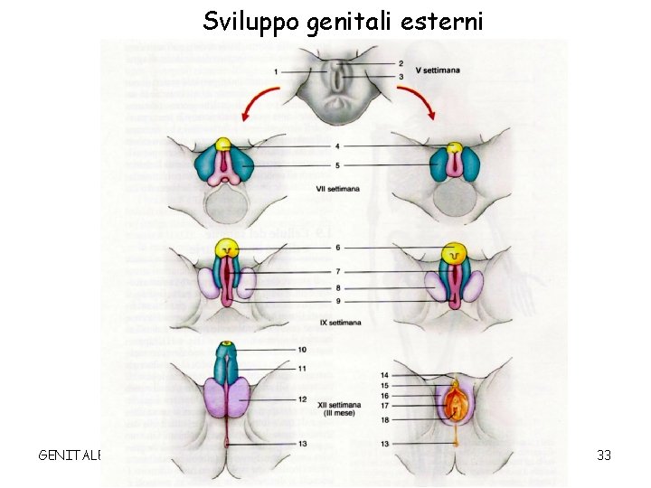 Sviluppo genitali esterni GENITALE 33 