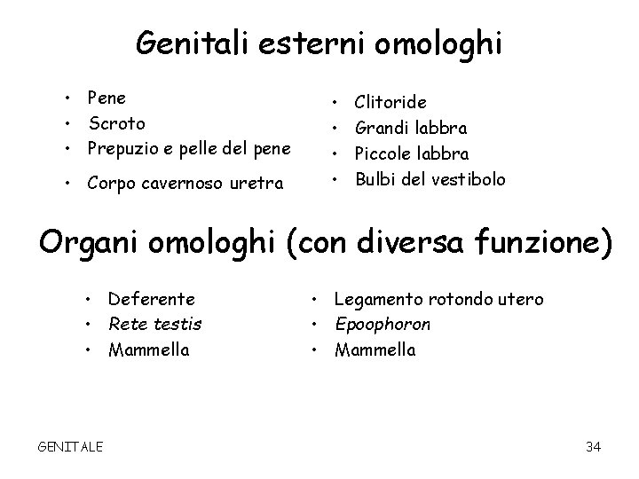 Genitali esterni omologhi • Pene • Scroto • Prepuzio e pelle del pene •