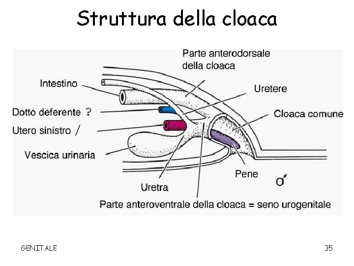 Struttura della cloaca GENITALE 35 