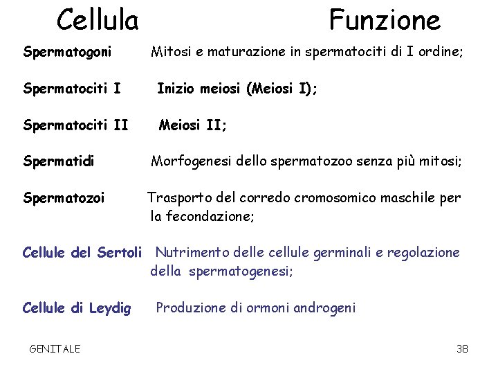 Cellula Spermatogoni Funzione Mitosi e maturazione in spermatociti di I ordine; Spermatociti I Inizio