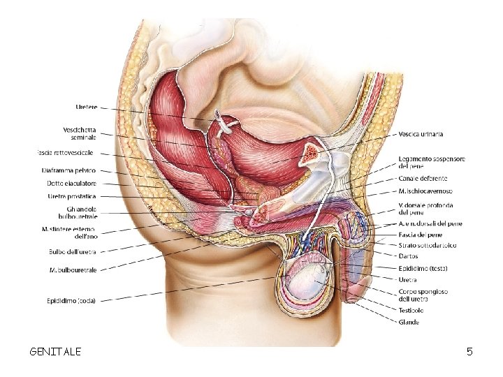 GENITALE 5 