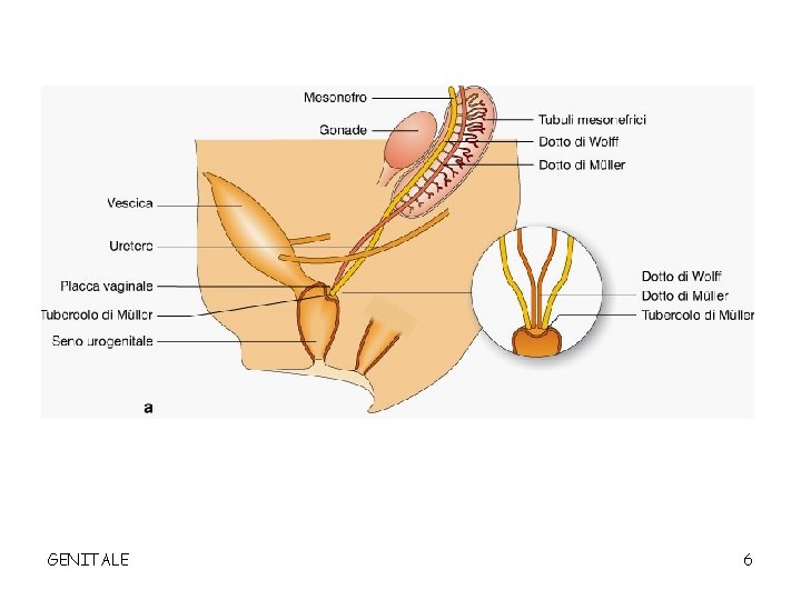 GENITALE 6 