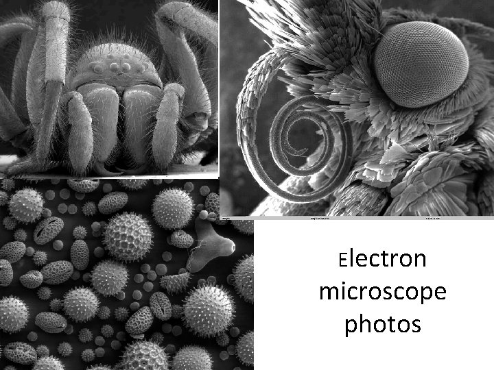 Electron microscope photos 