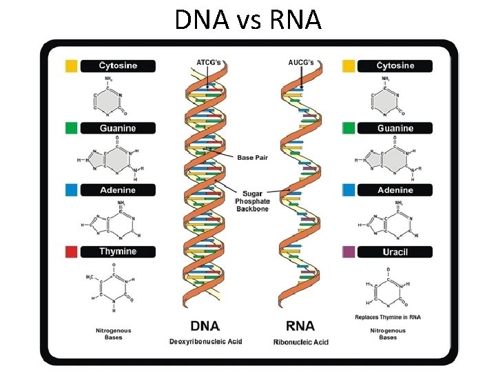 DNA vs RNA 