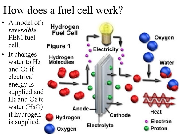 How does a fuel cell work? • A model of a reversible PEM fuel How does a fuel cell work? • A model of a reversible PEM fuel