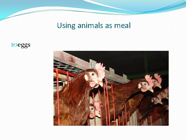 Using animals as meal eggs 