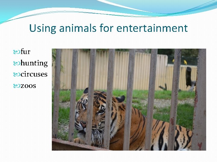 Using animals for entertainment fur hunting circuses zoos 