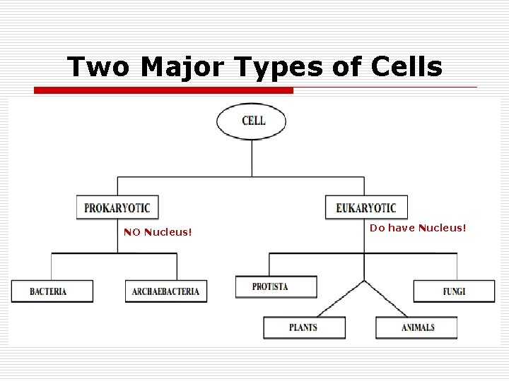 Two Major Types of Cells NO Nucleus! Do have Nucleus! 