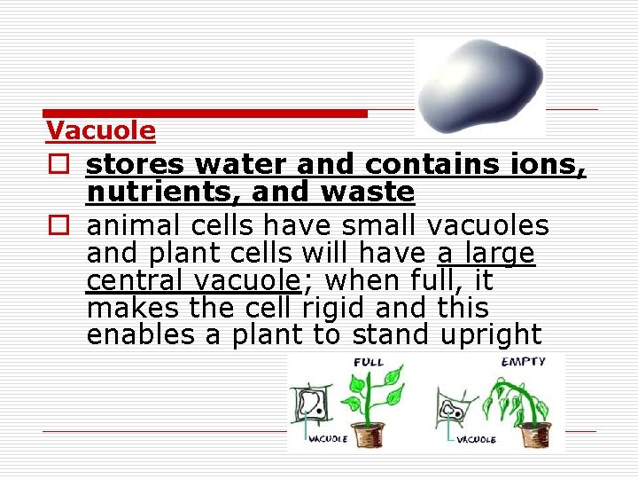 Vacuole o stores water and contains ions, nutrients, and waste o animal cells have