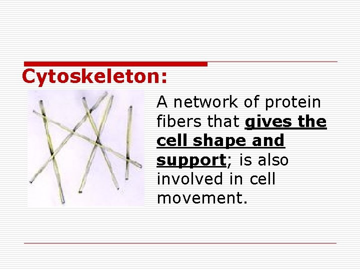 Cytoskeleton: A network of protein fibers that gives the cell shape and support; is