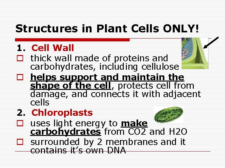 Structures in Plant Cells ONLY! 1. Cell Wall o thick wall made of proteins