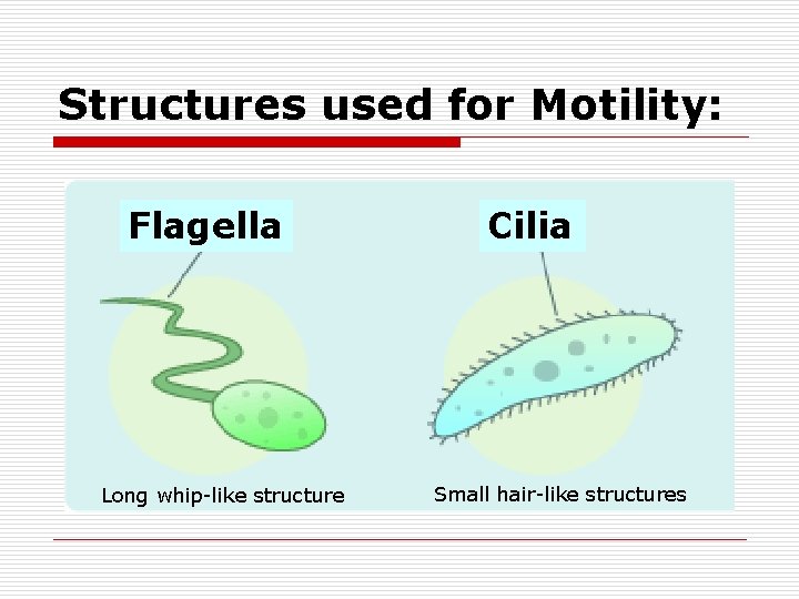 Structures used for Motility: Flagella Long whip-like structure Cilia Small hair-like structures 