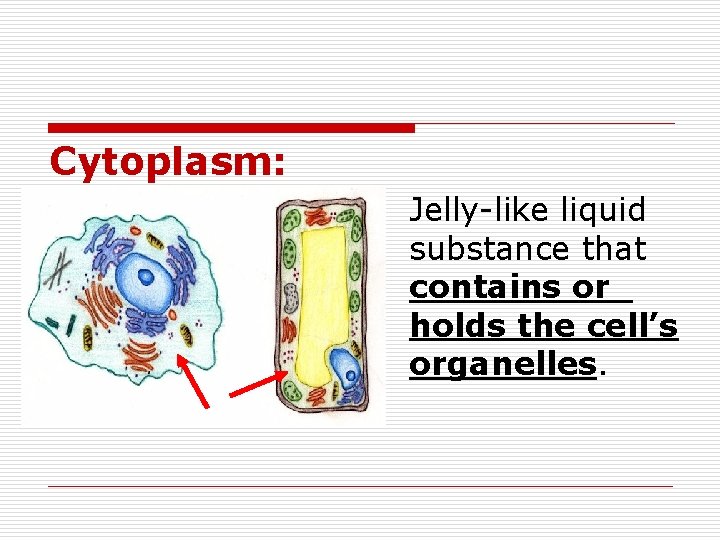 Cytoplasm: Jelly-like liquid substance that contains or holds the cell’s organelles. 