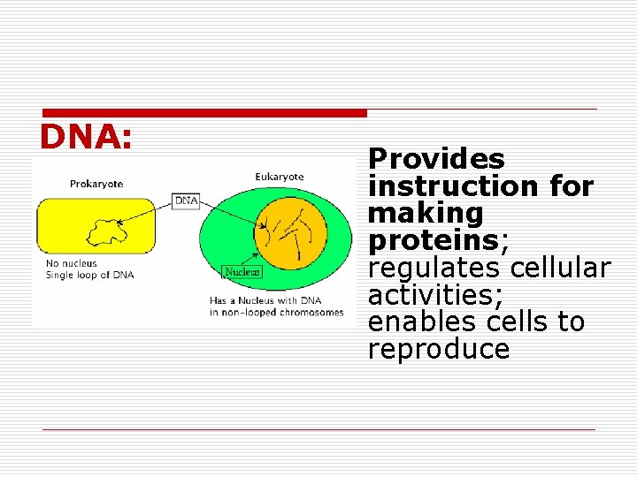 DNA: Provides instruction for making proteins; regulates cellular activities; enables cells to reproduce 