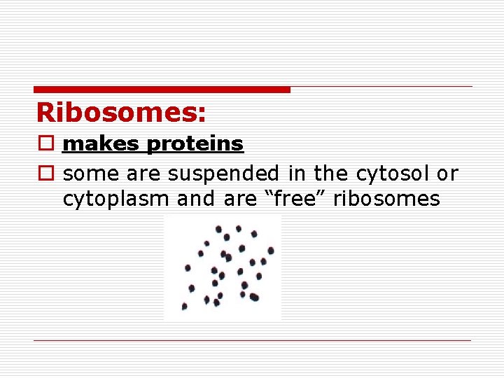 Ribosomes: o makes proteins o some are suspended in the cytosol or cytoplasm and