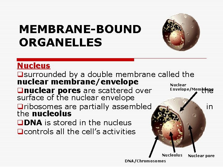MEMBRANE-BOUND ORGANELLES Nucleus qsurrounded by a double membrane called the nuclear membrane/envelope Nuclear Envelope/Membrane
